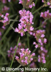 Verbena bonariensis 'Little One'